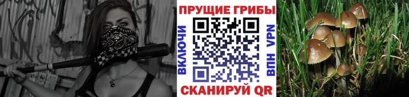 купить  цена  Щучье  Псилоцибиновые грибы прущие грибы 